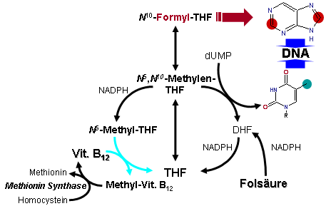 Folicacid-B12.png