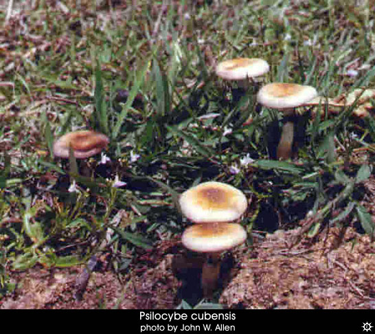 psilocybe_cubensis14.jpg