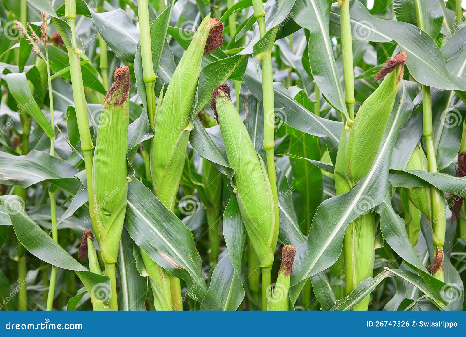 corn-field-26747326.jpg