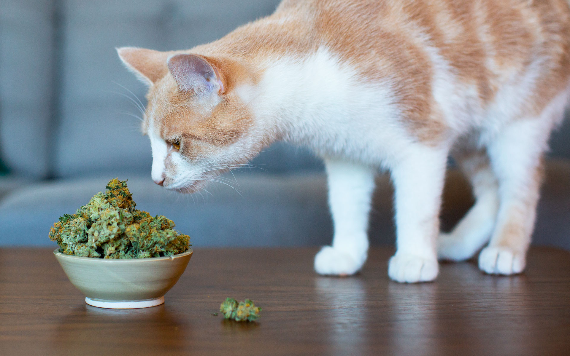 pets-cbd-cannabis.jpg