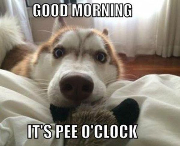 funny-pictures-good-morning-pee-oclock-dog.jpg