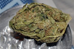 Cannabis-in-South-Africa-3-250x166.jpg