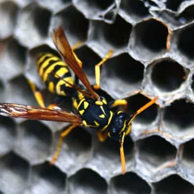 wasp-2-395x395.jpg