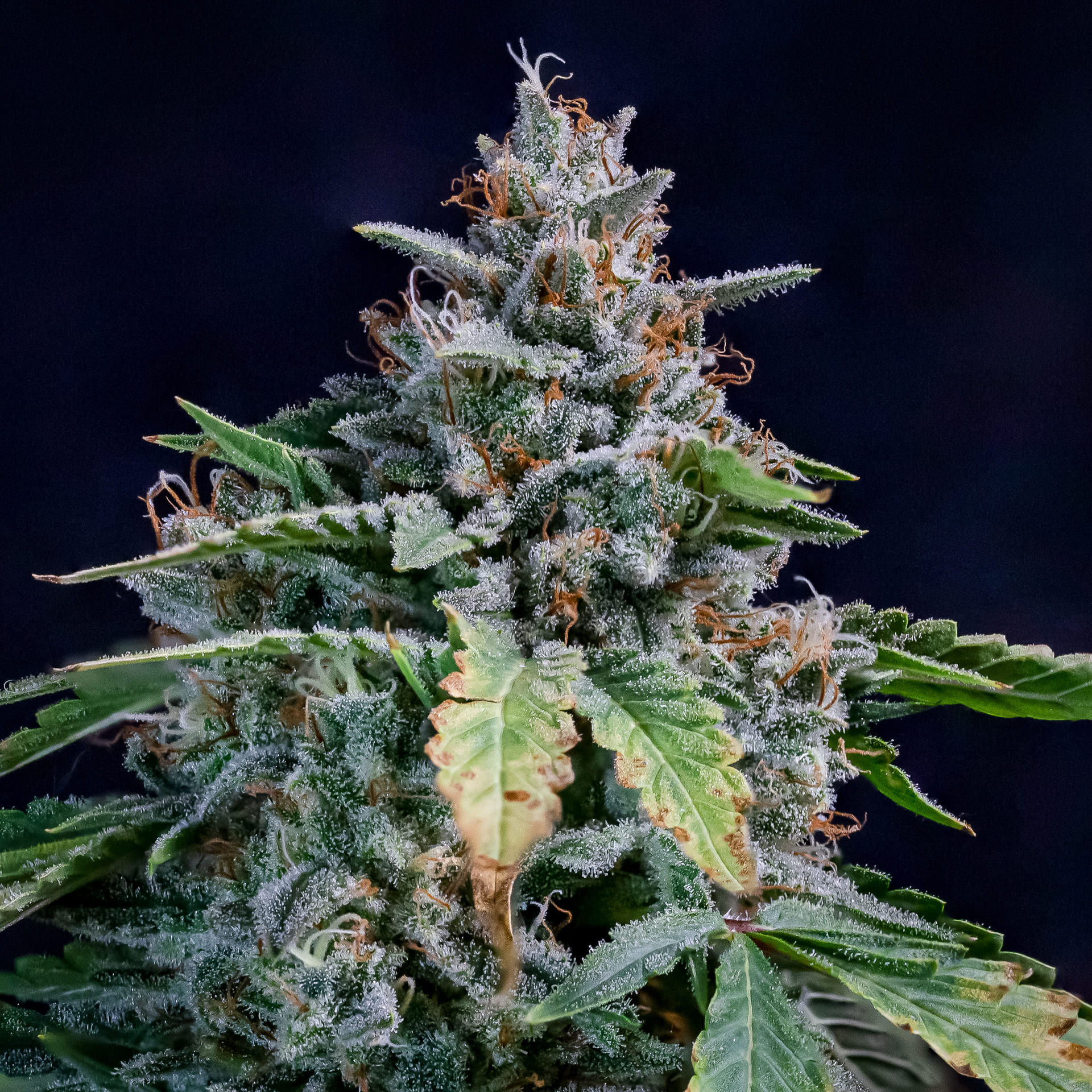 64da035da2a9db44059a6aa0_walter-white-mephisto-genetics-autoflower-seeds.jpg