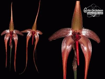 Bulbophyllum_ech_4cda700505719.jpg