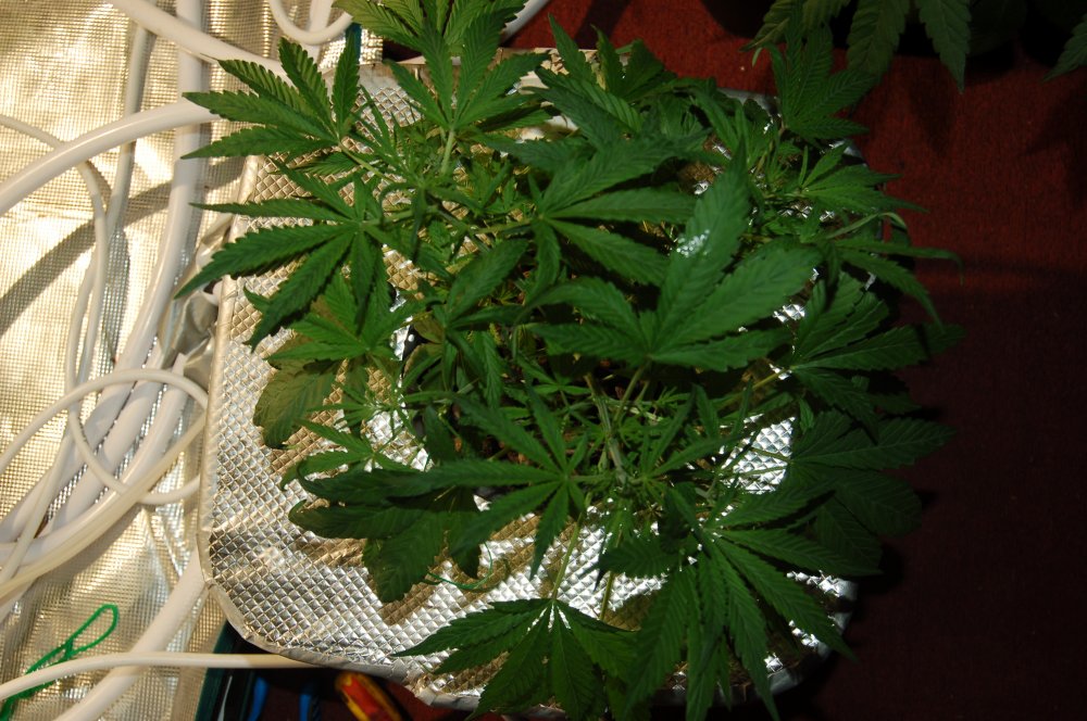 grow0284-jpg.914299