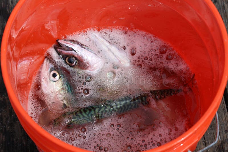 fish-bucket-live-fresh-aught-40245910.jpg