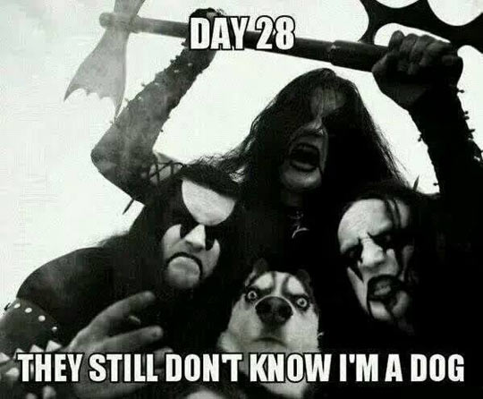 funny-metal-head-dog-painted-faces1.jpg