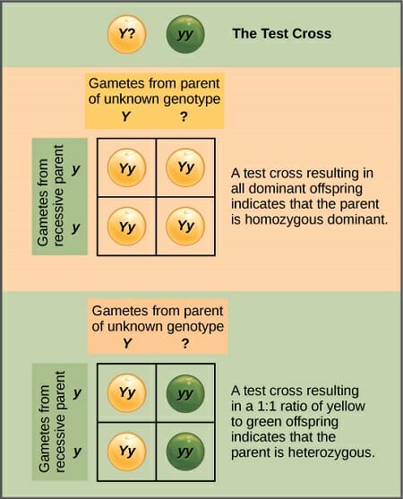 biologydictionary.net