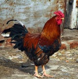 colorful-rooster-poultry-yard-38427512.jpg