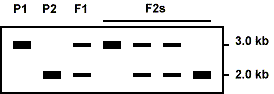 2-fig6a.gif