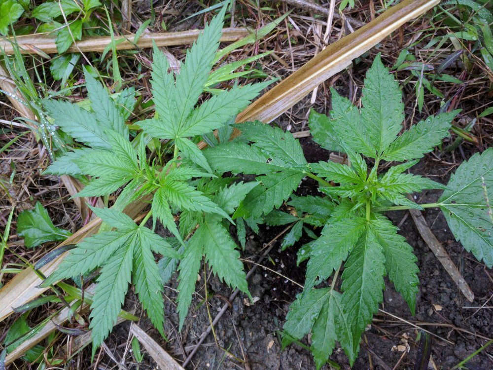 20180129-seedlings-outside-day-10-2-jpg.857020