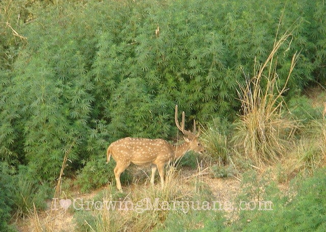 01-marijuana-deer.jpg