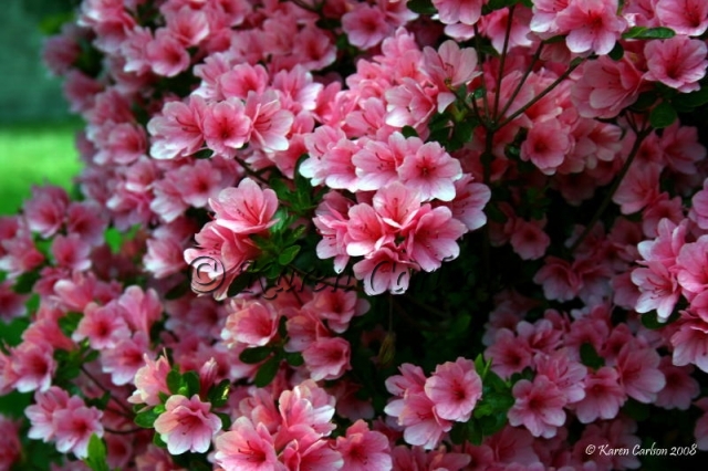 Pink%20Azalea%20Bush%20_2_.JPG