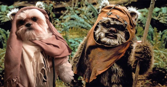 Shih-Tzu-joins-Ewoks.jpg