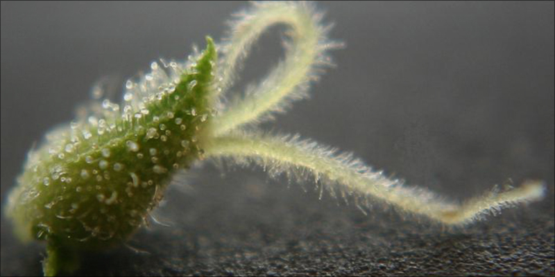 Cannabis_Calyxes_The_2.jpg