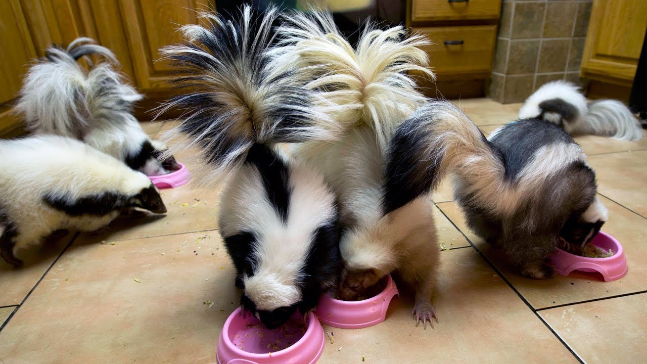 BABY-SKUNKS.jpg