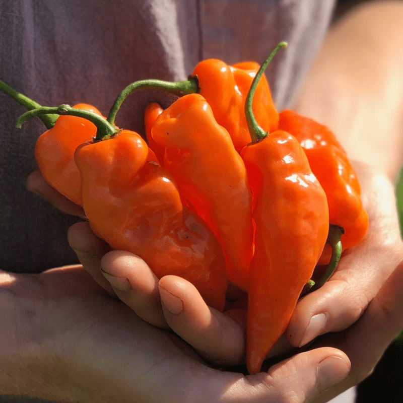 Organic-Habanada-Sweet-Pepper-1223784-1.png