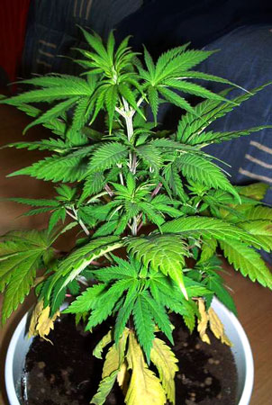 nitrogen-deficiency-cannabis-sm.jpg