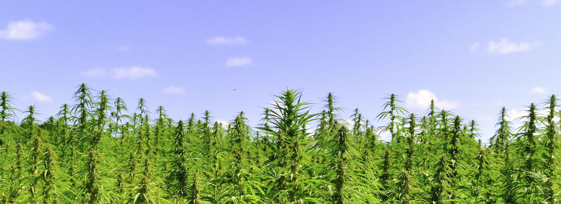 Vertical_Hemp_field_2pS.jpg