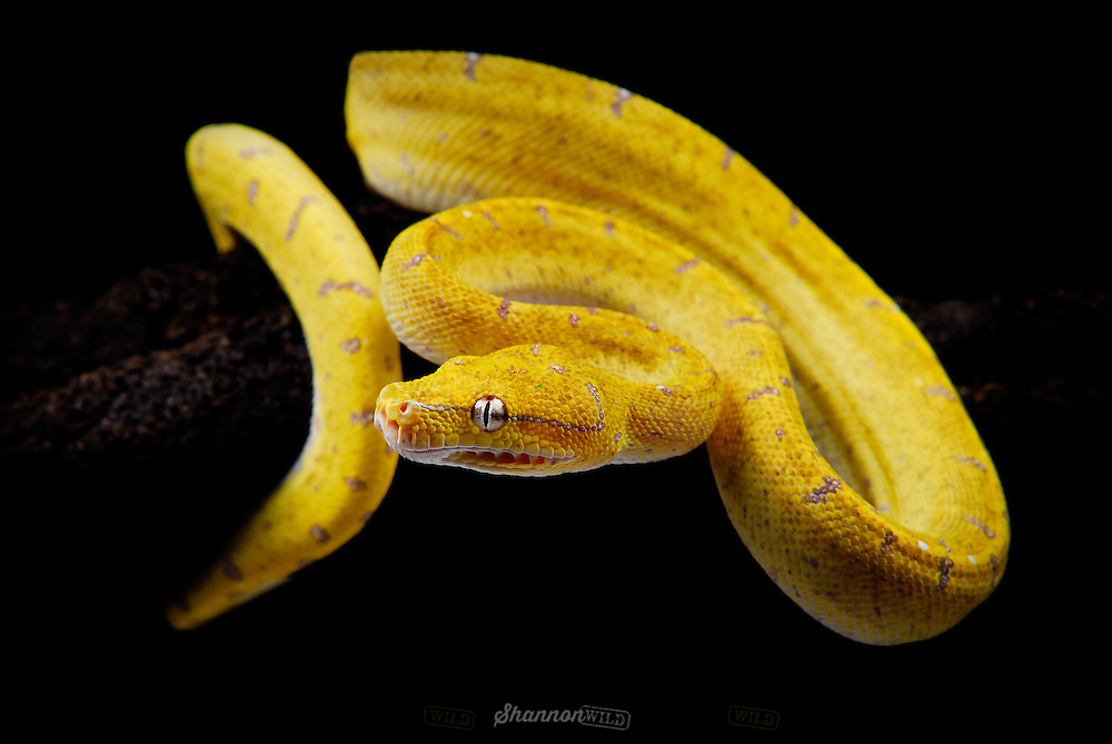 Green-Tree-Python-Morelia-viridis.jpg