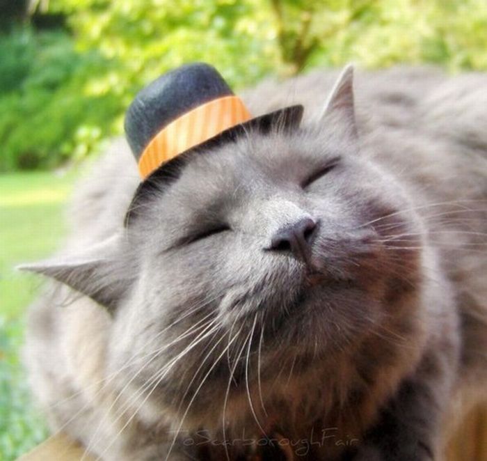 cat-with-a-hat.jpg