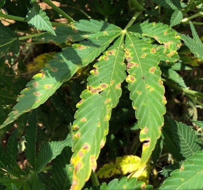 septoria-leaf-spot-of-hemp_figure-1.jpg