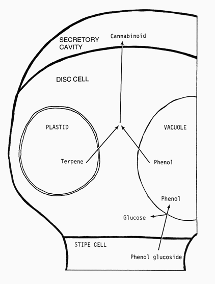 mt3.gif