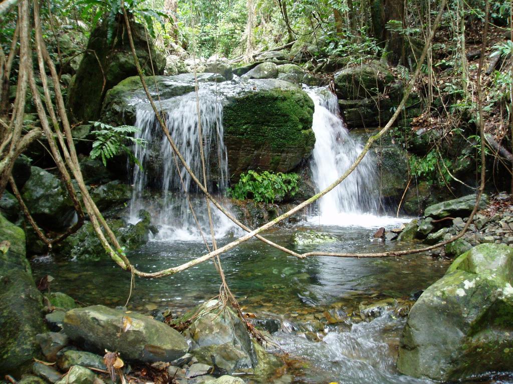 daintree-cape-tribulation-21221.jpg