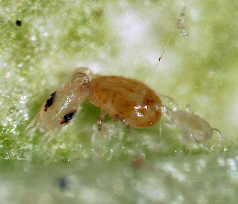Californicus-eating-a-two-spotted-mite-main-photo.jpg