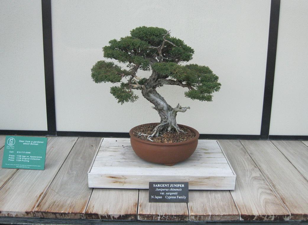 sargent_juniper_bonsai.jpg