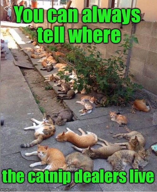 The first sign of a seedy neighborhood | You can always tell where; the catnip dealers live | image tagged in memes,funny,cats,dealer,catnip | made w/ Imgflip meme maker