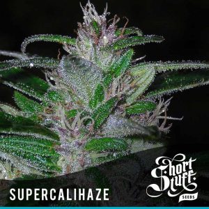 Short_Stuff_Super_Autos_Supercalihaze-300x300.jpg