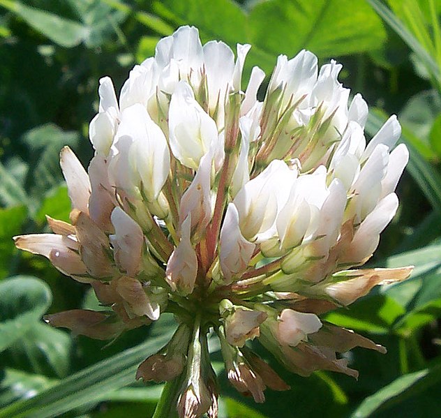 632px-White_clover_flower.jpg