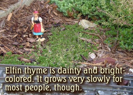 elfin_thyme.jpg