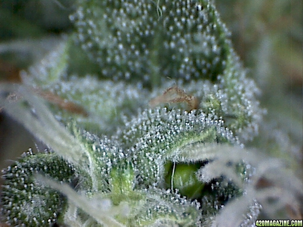 Trich02_2_.jpg