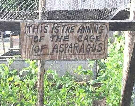 cageofasparagus.jpg