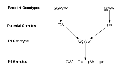 2-fig8a.gif