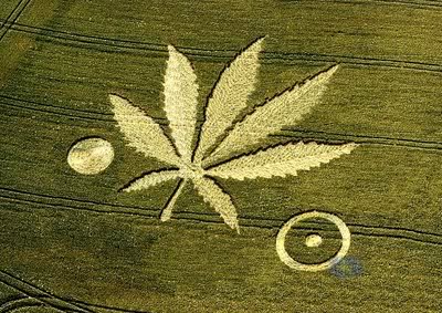 Crop-Circles-marijuana-leaf.jpg