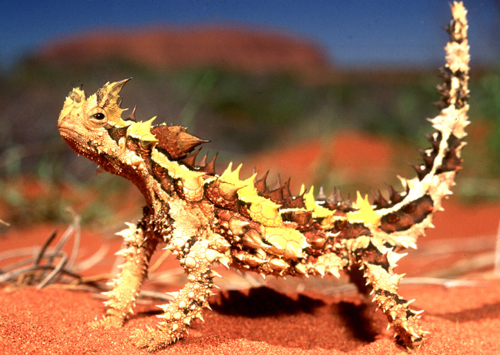 Thorny-Devil.jpg