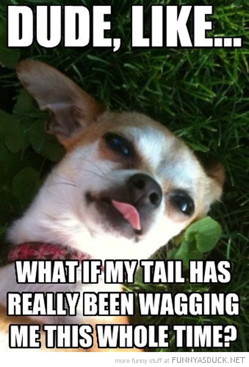 funny-stoner-dog-animal-tail-wagging-me-pics.jpg