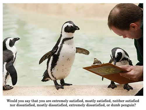 survey-questions-dumb-penguin.jpg