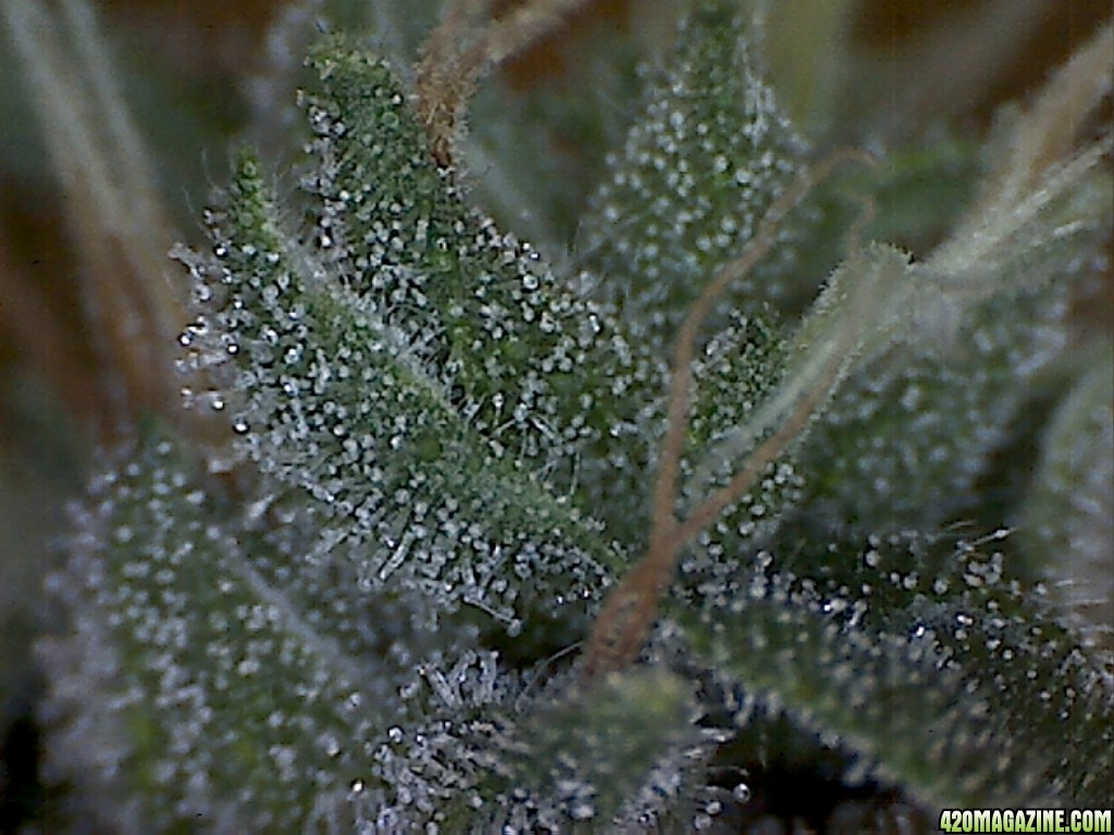 Trich310.jpg