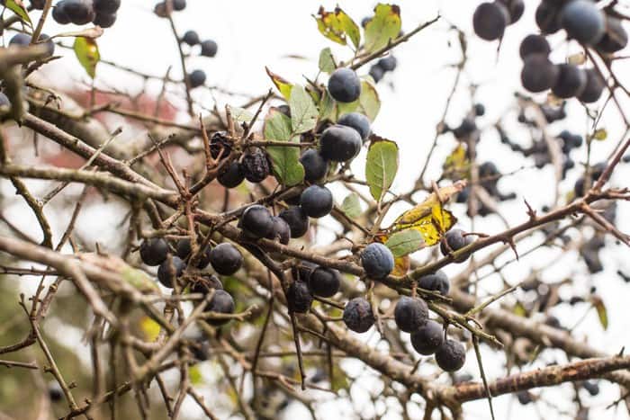 close up of ripe sloes on a blackthorn bush against a grey sky