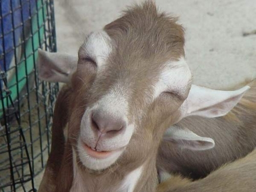 smiling_goat.jpeg