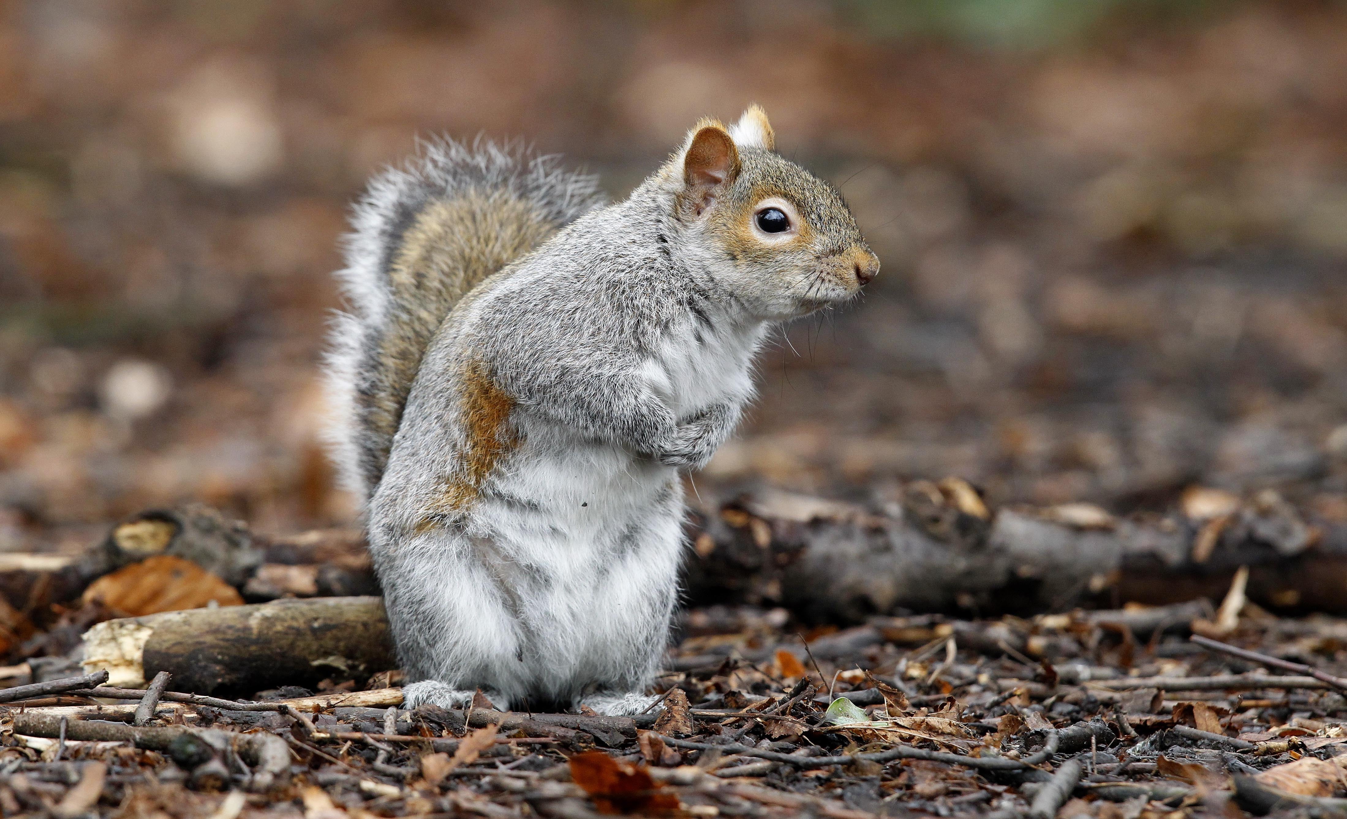 <p>A grey squirrel</p>