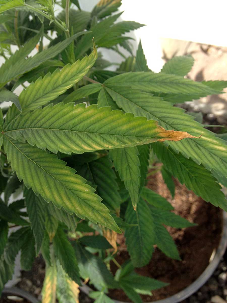 potassium-deficiency-marijuana-brown-tips.jpg