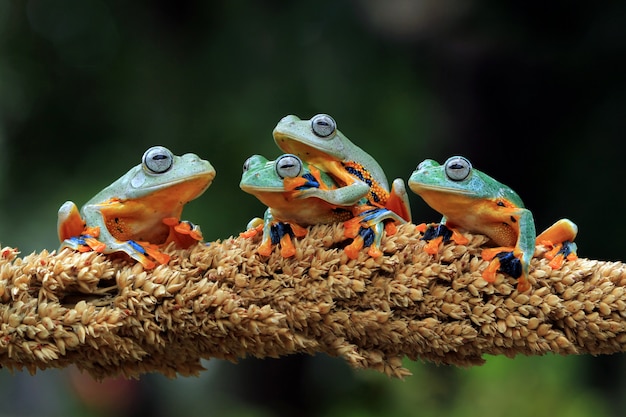 four-javan-tree-frog-sitting-branch_188878-1.jpg