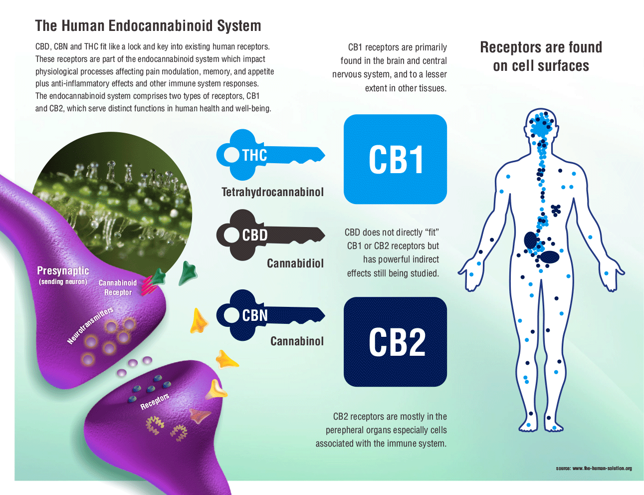 human-endocannabinoid-system.png