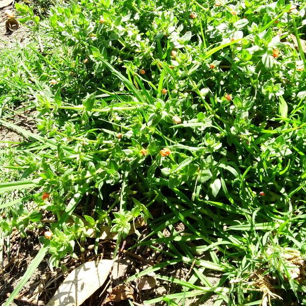 Lysimachia arvensis Habit